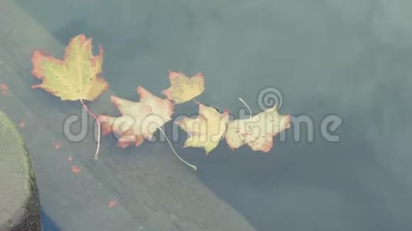 秋天在城市公园里的一条河里落叶城市的秋天视频的预览图