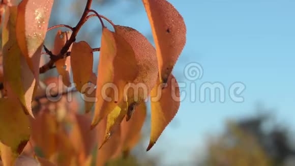 橘红的杏叶在碧蓝的天空背景上视频的预览图