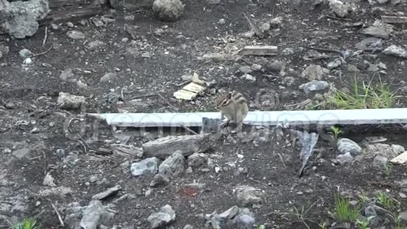 一只花栗鼠在岩石和建筑碎片之间奔跑视频的预览图