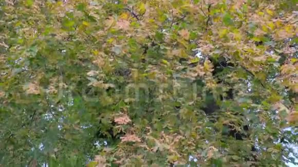 古老的枫树和落叶在它下面的城市公园秋天的开始视频的预览图
