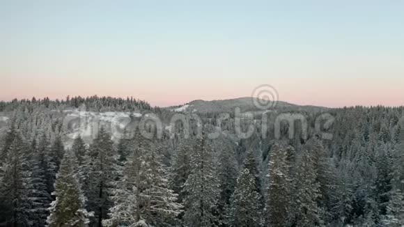 围绕着森林中的雪树背景是一座座阶山脉视频的预览图