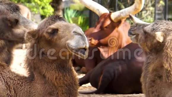 特写骆驼的脸移动它的嘴唇有趣和典型的动物行为视频的预览图