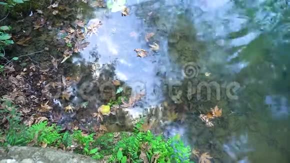 平静的池塘和秋叶视频的预览图