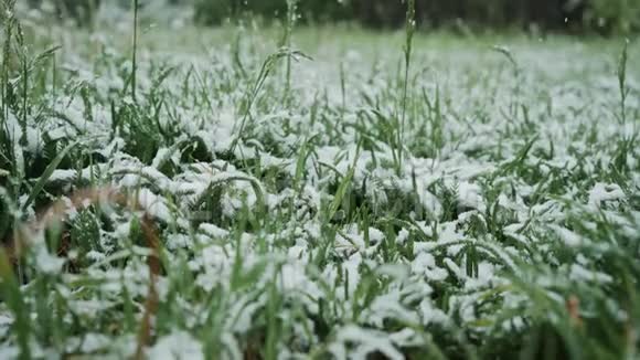 毛茸茸的雪下的绿草低角度视图关闭你好冬天再见夏天视频的预览图