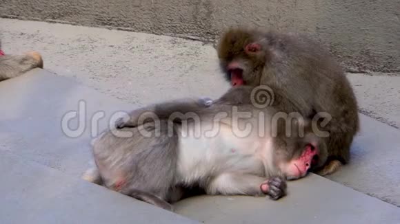 两只日本猕猴互相修饰猴子的典型社会动物行为视频的预览图