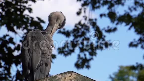 特写一只灰色的苍鹭坐在屋顶上竖起羽毛这是来自欧亚大陆的普通鸟类视频的预览图
