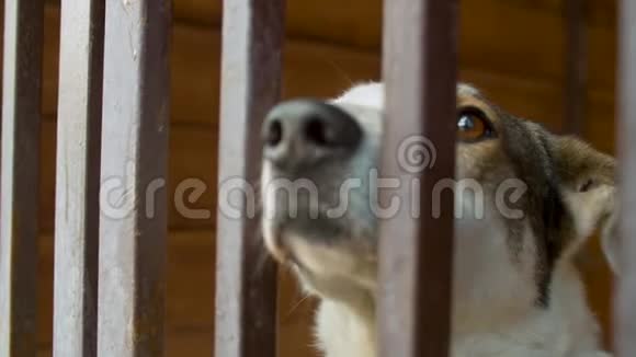 一只笼子里聪明的狗的悲伤表情视频的预览图