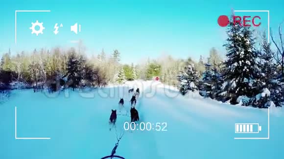 在数码相机上拍摄狗的雪橇视频的预览图