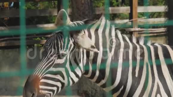 动物园里斑马的肖像视频的预览图