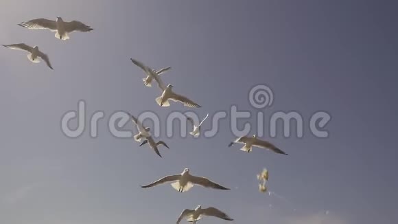 天空中的海鸥动作缓慢视频的预览图