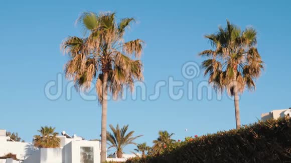 棕榈树随风在天空中摇摆棕榈树对抗蓝天和建筑物绿叶在风中摇曳视频的预览图