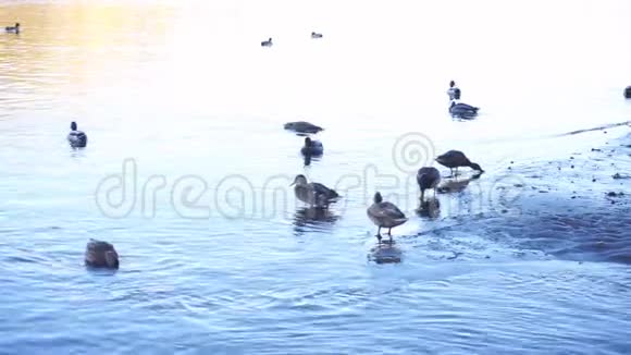 海滩上的一群野鸭视频的预览图