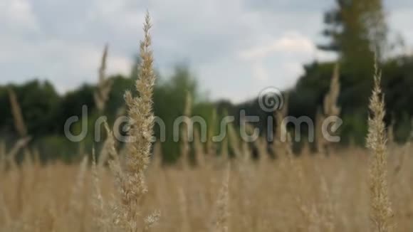 植物谷物的野生茎在风中摇摆视频的预览图