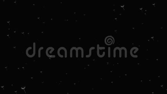 蒲公英白色绒毛在黑色背景下飞行的动画视频的预览图