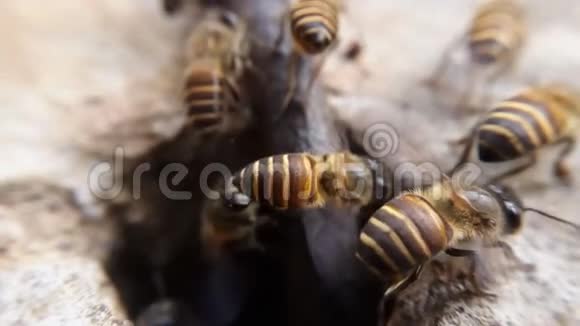 蜜蜂从蜂箱洞里出来视频的预览图