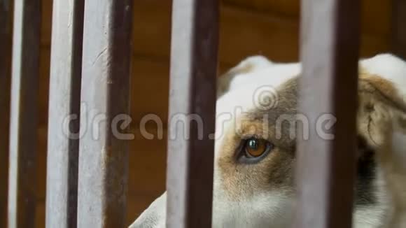 一只笼子里聪明的狗的悲伤表情视频的预览图