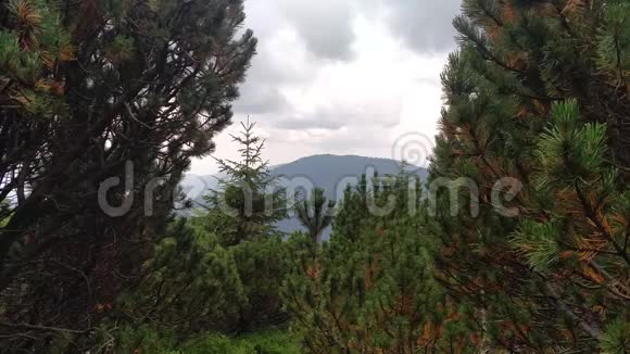 微风吹动树桧径穿过靠近卢吉村的喀尔巴阡山视频的预览图