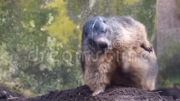 一只高山旱獭坐着抓挠的特写镜头来自欧洲山区的松鼠幽灵视频的预览图