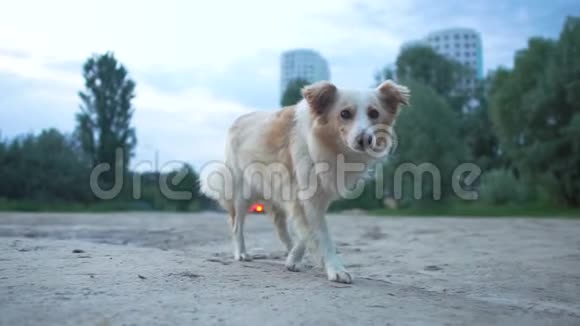 一只小白狗站着寻找食物挥舞着尾巴令人惊叹视频的预览图