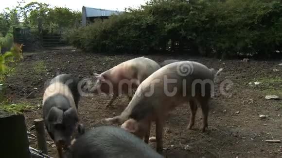 猪在栅栏旁边的猪圈里徘徊视频的预览图