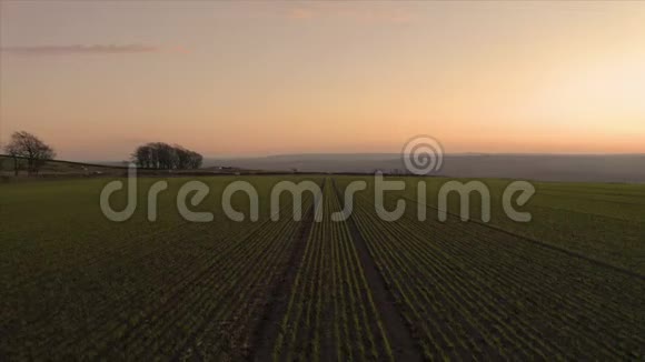 日落时分空中镜头低飞在一排排播种的农田上视频的预览图