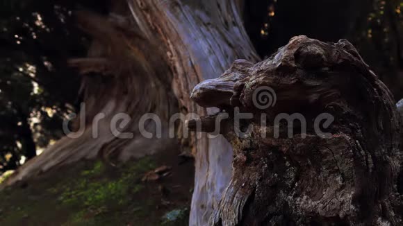 恐龙形状的树桩视频的预览图