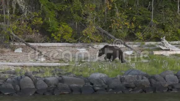 棕熊在水边的原木上行走视频的预览图