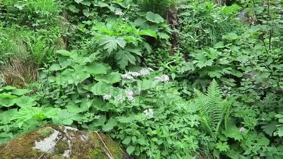 典型的膀胱露营花和茅草的高山植被视频的预览图