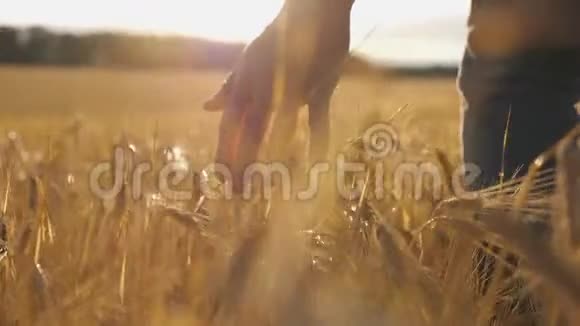 靠近雄性的手移动着种植在种植园上的小麦年轻人走过大麦地轻轻地视频的预览图