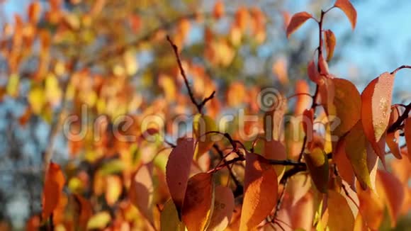 特写杏子细细的枝干带着美丽的秋叶视频的预览图