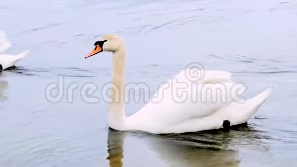 美丽的一对白色静音天鹅天鹅一起游泳视频的预览图
