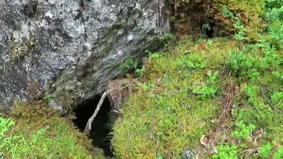 闪闪发光的木苔藓在Zillertal山谷的岩石上生长着草视频的预览图