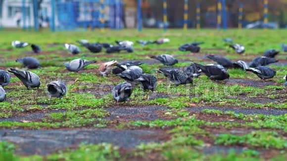 饥饿的鸽子在公园里寻找食物视频的预览图