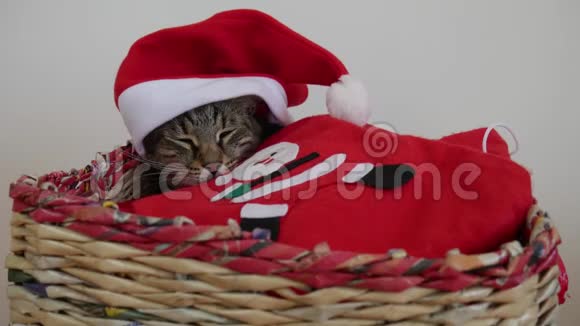 圣诞新年假期圣诞老人的猫睡在篮子里视频的预览图