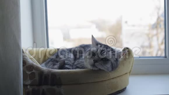灰色英国猫躺在窗台上视频的预览图