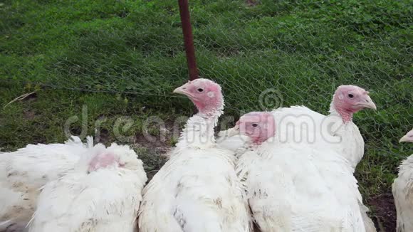家养的白火鸡在有机农场的绿草上休息视频的预览图