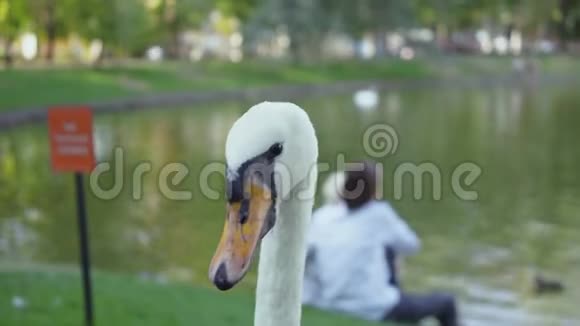 湖上白色美丽的天鹅特写一对夫妇坐在天鹅后面户外休闲夏日阳光明媚视频的预览图