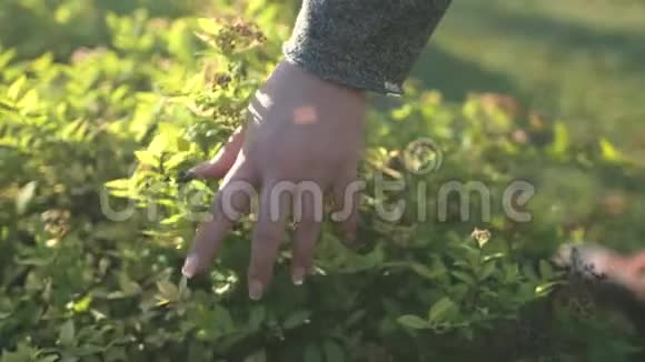 可爱的女人加上大小触摸花卉植物外面视频的预览图