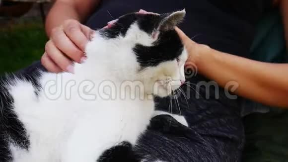 黑白猫躺在一个女人腿上拥抱着视频的预览图