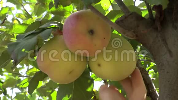 从果园的苹果树上摘青苹果视频的预览图