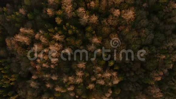 英国乡村低日落时橙色树梢的空中镜头视频的预览图