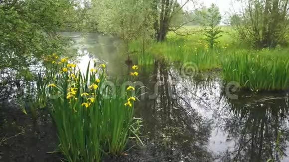 晨雾中的池塘盛开着黄色的水虹膜视频的预览图