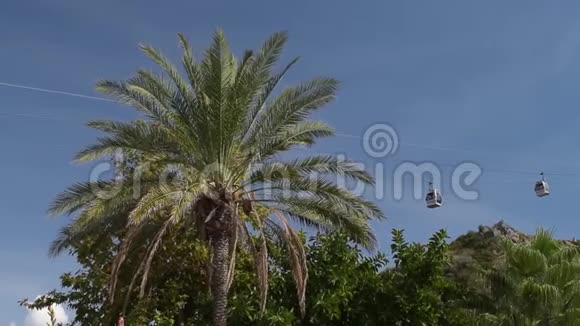 以天空为背景在棕榈树上活动的小包视频的预览图
