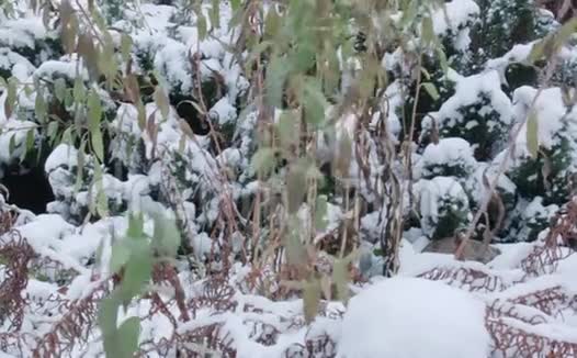 被雪困住的植物视频的预览图