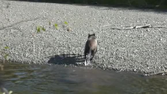 熊嘴里有鱼从河里跑出来视频的预览图