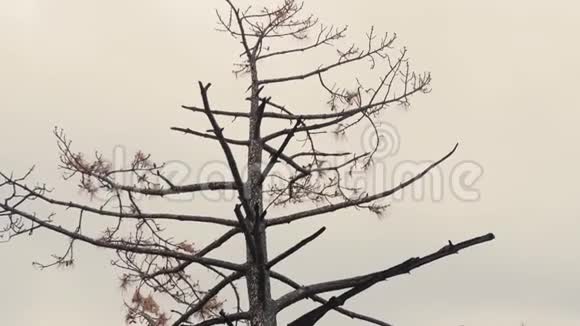 森林大火后干炭木的碎片一棵破树没有生命天启视频的预览图