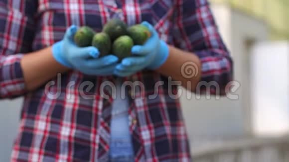 一个妇女温室工人拿着新鲜黄瓜的特写镜头收获视频的预览图