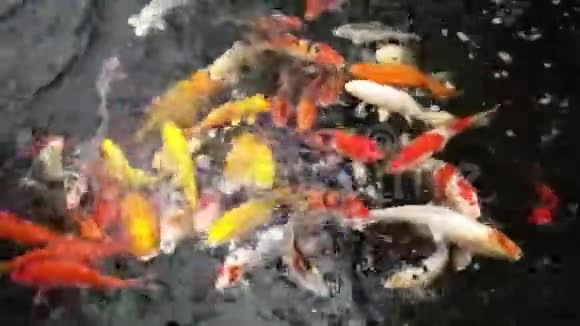 不同品种的锦鲤各种颜色的锦鲤来要求在盆边吃视频的预览图