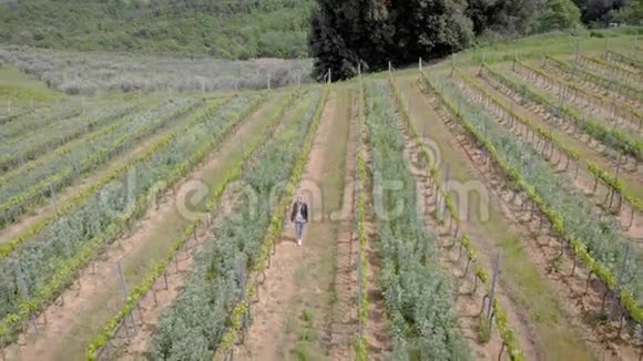 空中射击美丽的意大利托斯卡纳和它的葡萄园成熟葡萄的夏季视频的预览图