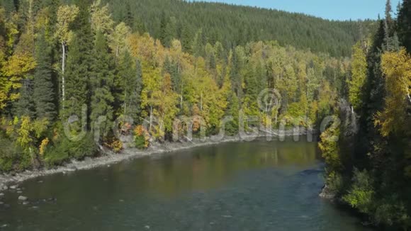 高大的黄绿树衬河视频的预览图